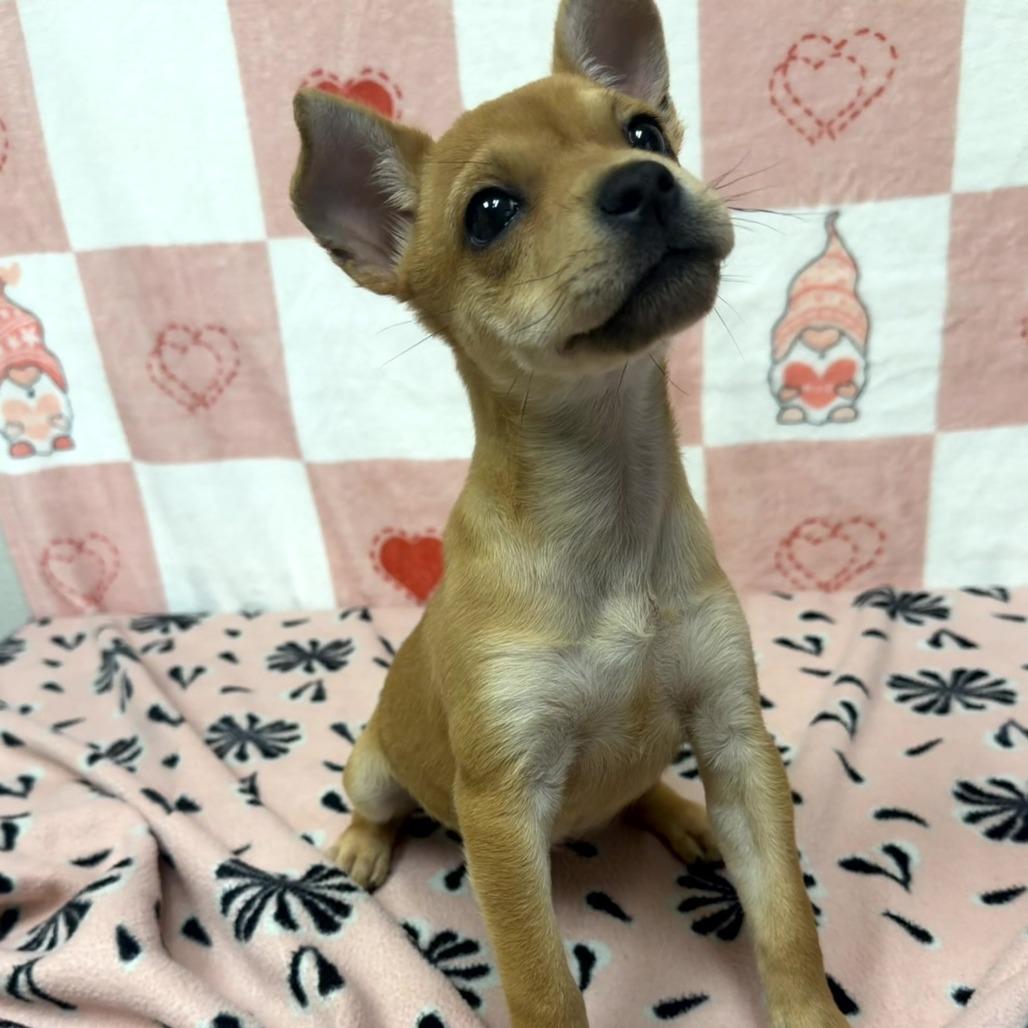 Enlarge Little Bit, a Adoptable mixed breed in Bryan, TX image 1/4