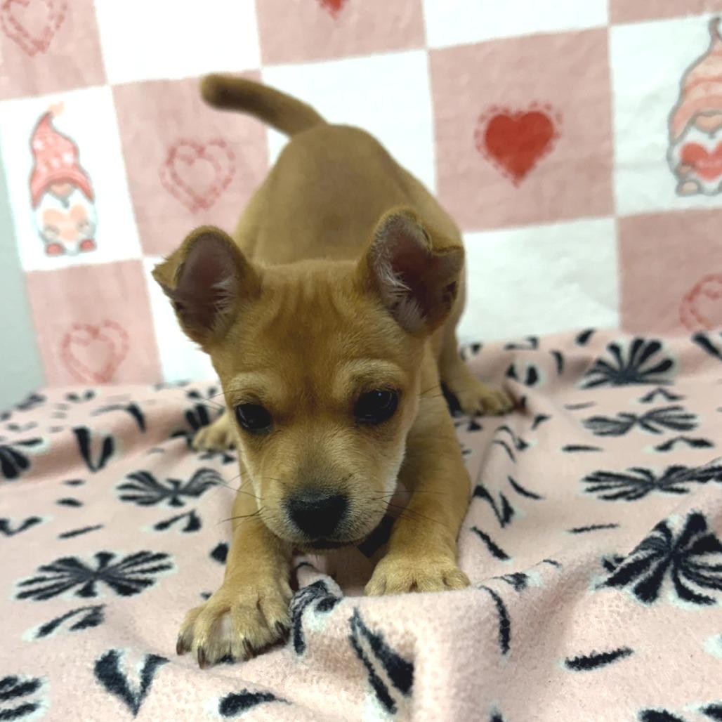 Enlarge Little Bit, a Adoptable mixed breed in Bryan, TX image 2/4