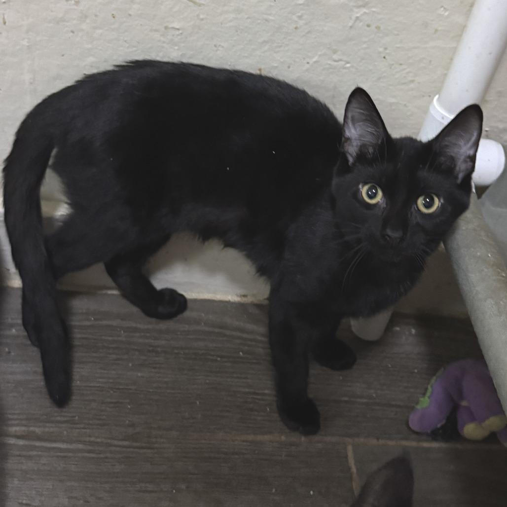 Cherry, Adoptable, Young Female Domestic Medium Hair.