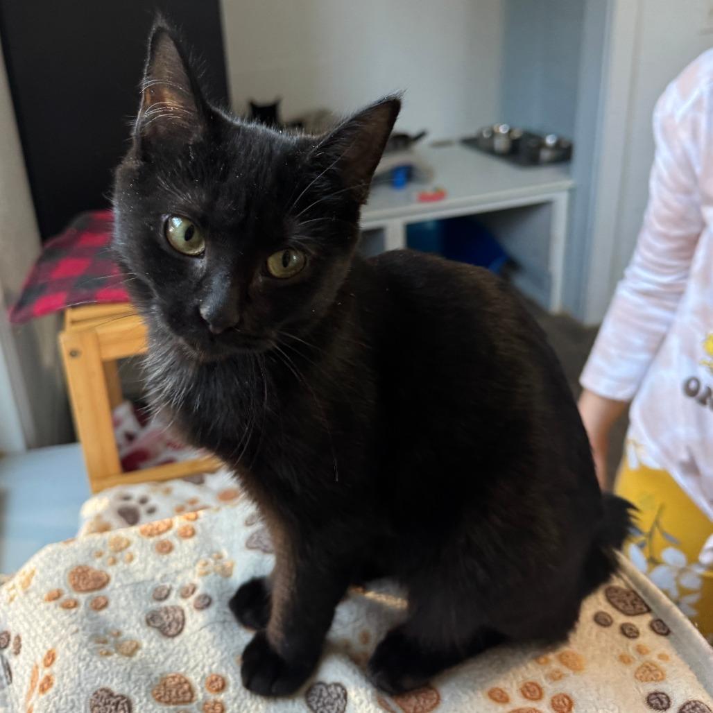 Cherry, a Adoptable Domestic Medium Hair in Portage, MI image 2/4