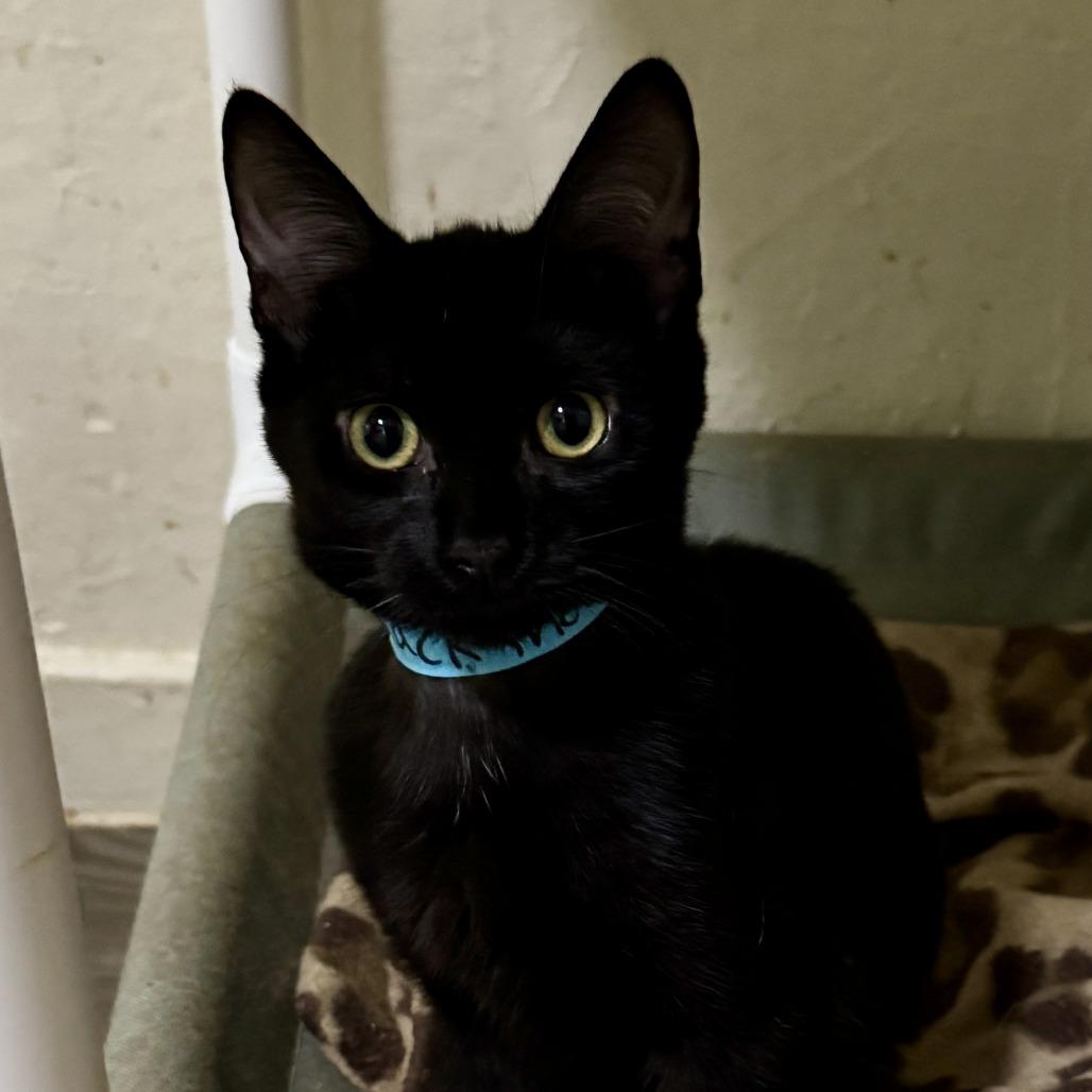 Cherry, a Adoptable Domestic Medium Hair in Portage, MI image 3/4