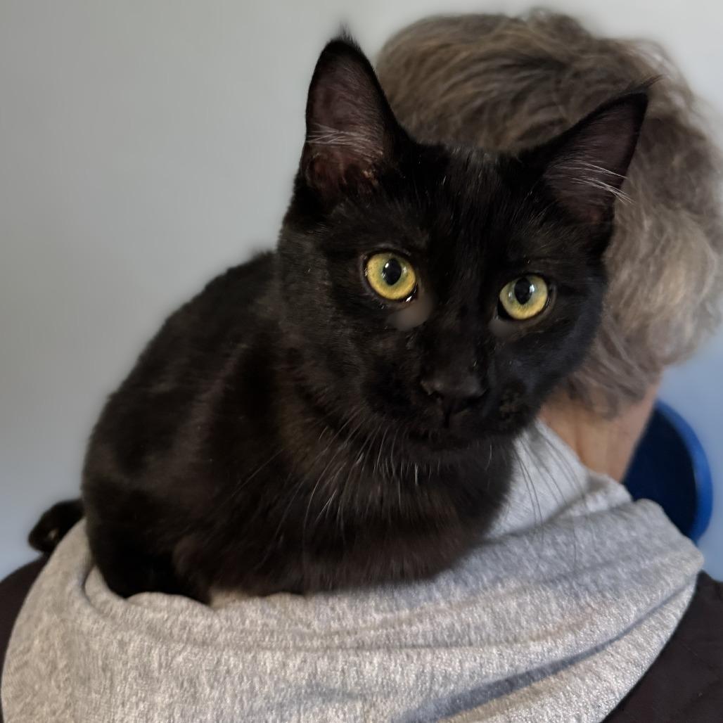 Cherry, a Adoptable Domestic Medium Hair in Portage, MI image 4/4