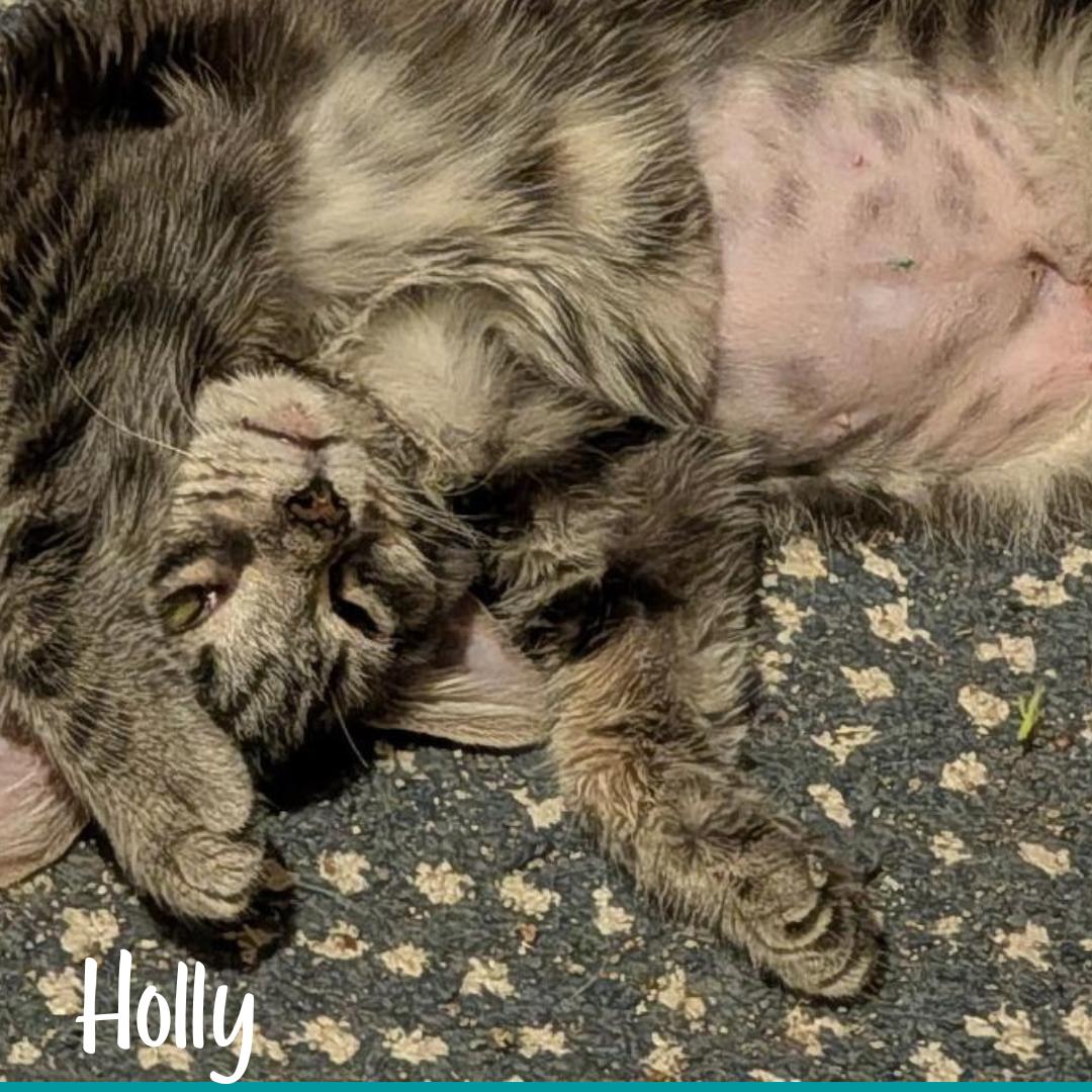 Enlarge Holly, a ADOPTABLE mixed breed in Janesville, WI image 1/1