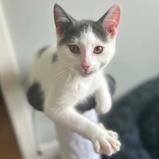Dumbledore, Adoptable, Kitten Male Domestic Short Hair & Tabby.