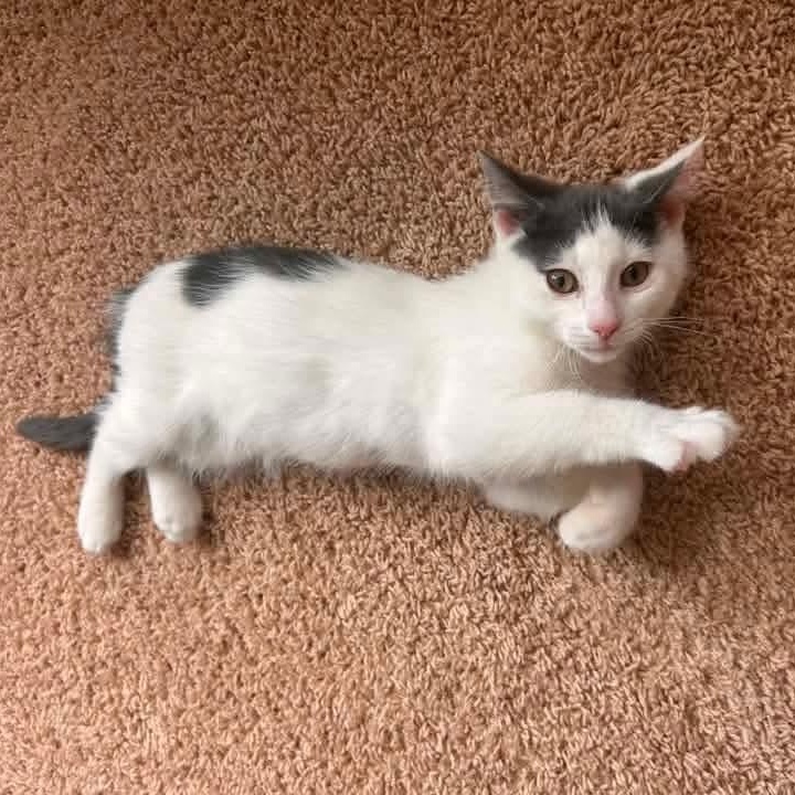 Dumbledore, a Adoptable mixed breed in Kentwood, MI image 3/6