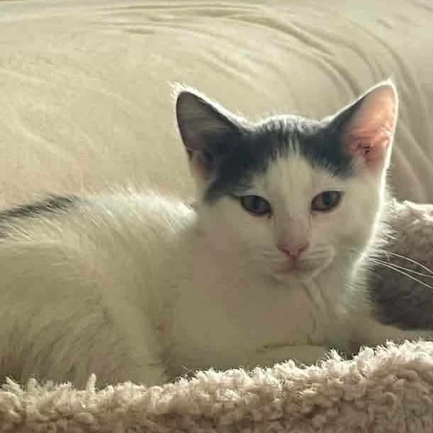 Dumbledore, a Adoptable mixed breed in Kentwood, MI image 6/6