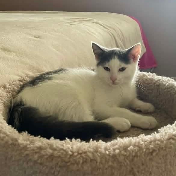Dumbledore, a Adoptable mixed breed in Kentwood, MI image 2/6