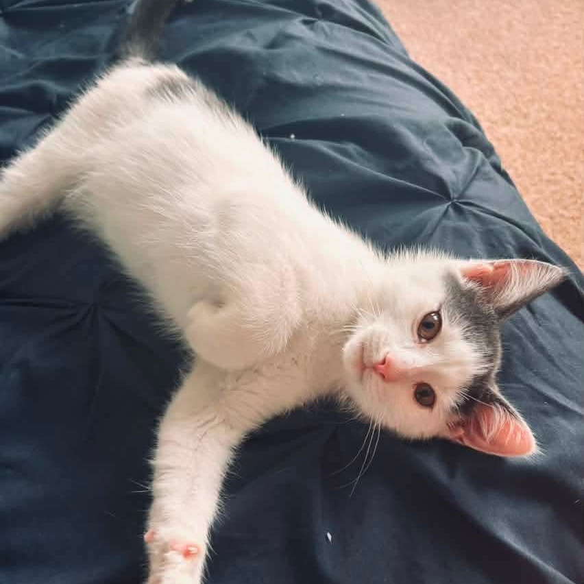 Dumbledore, a Adoptable mixed breed in Kentwood, MI image 5/6