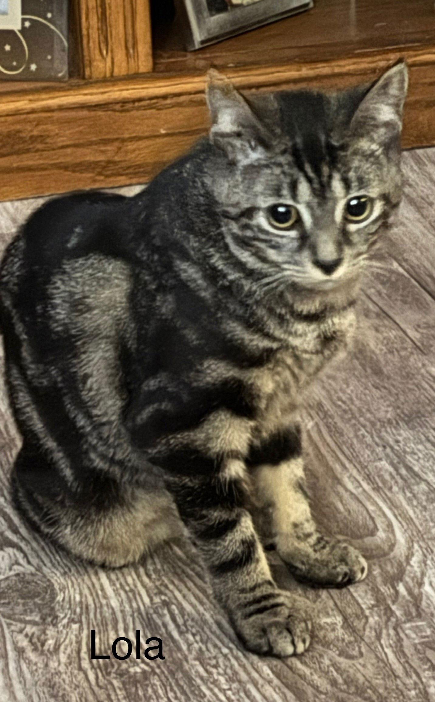 Lola, Adoptable, Kitten Female Domestic Short Hair.