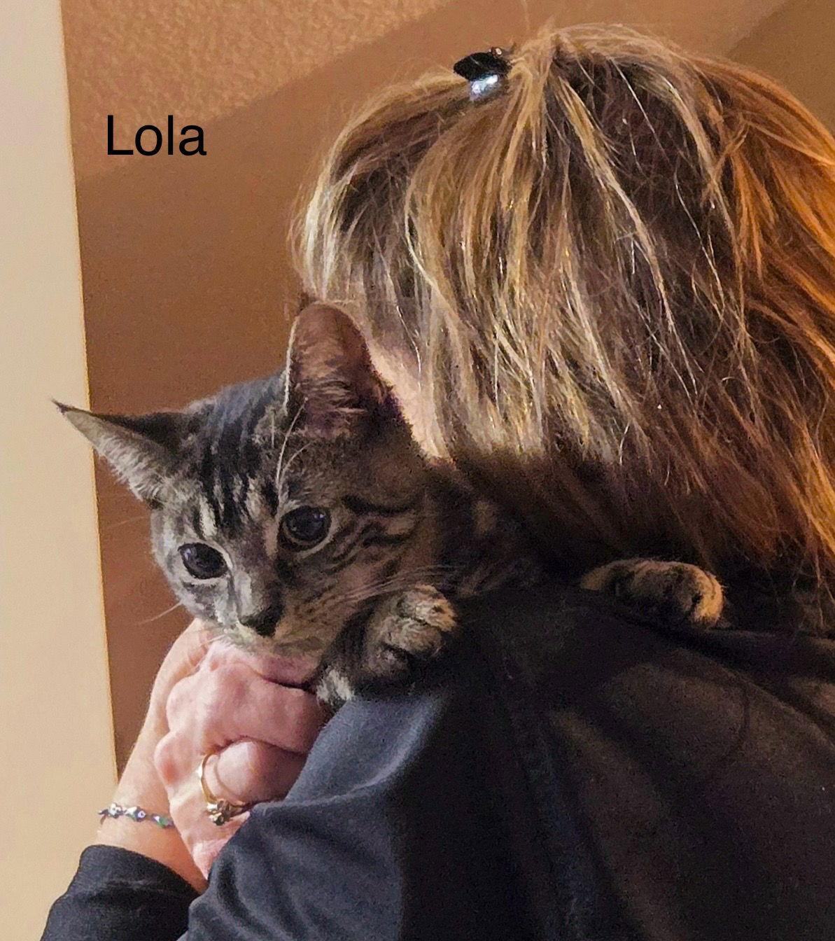 Enlarge Lola, a Adoptable Domestic Short Hair in Naugatuck, CT image 1/3