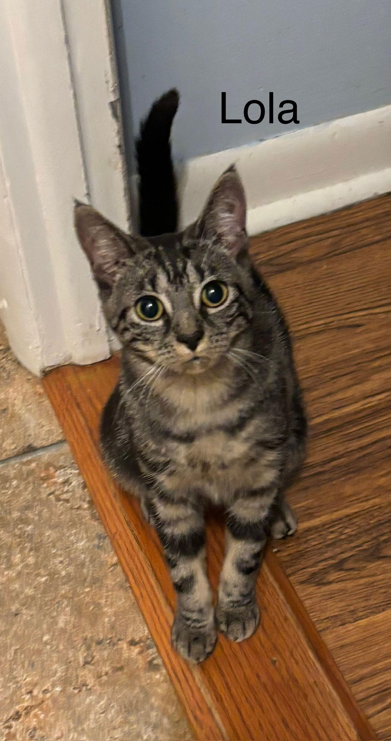 Enlarge Lola, a Adoptable Domestic Short Hair in Naugatuck, CT image 3/3