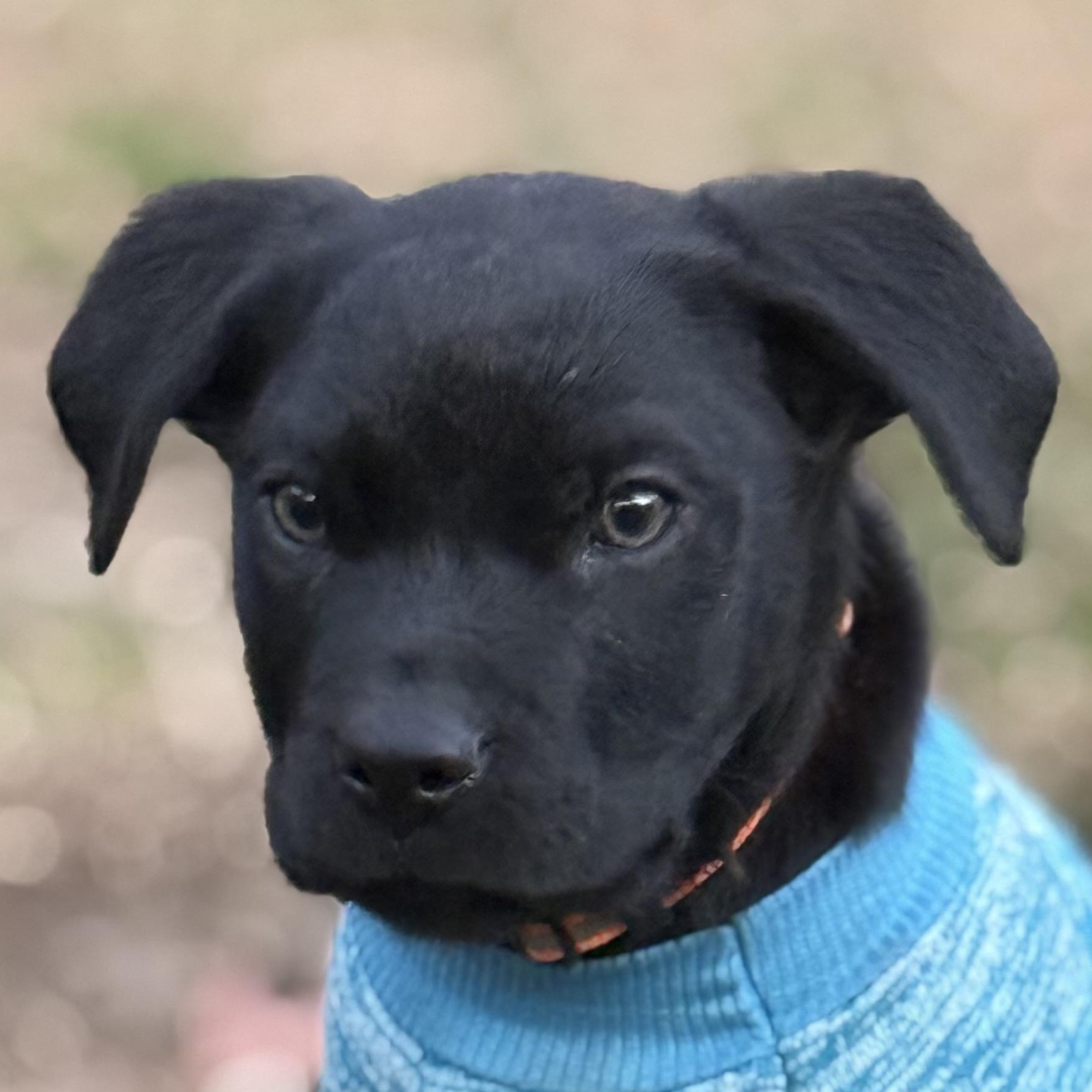 Robbie Williams, Adopted, Puppy Male Labrador Retriever & Border Collie.