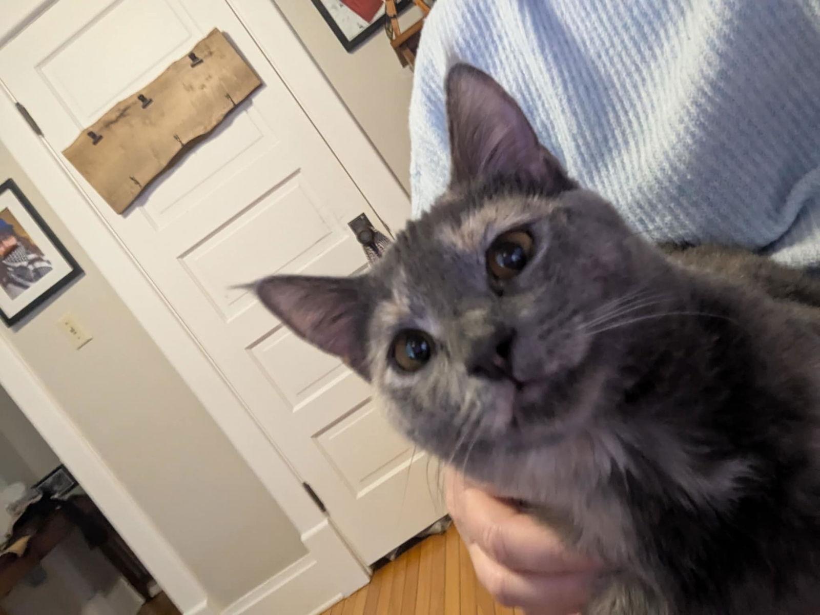 Cloudy, a Adoptable Domestic Short Hair in West Des Moines, IA image 3/5