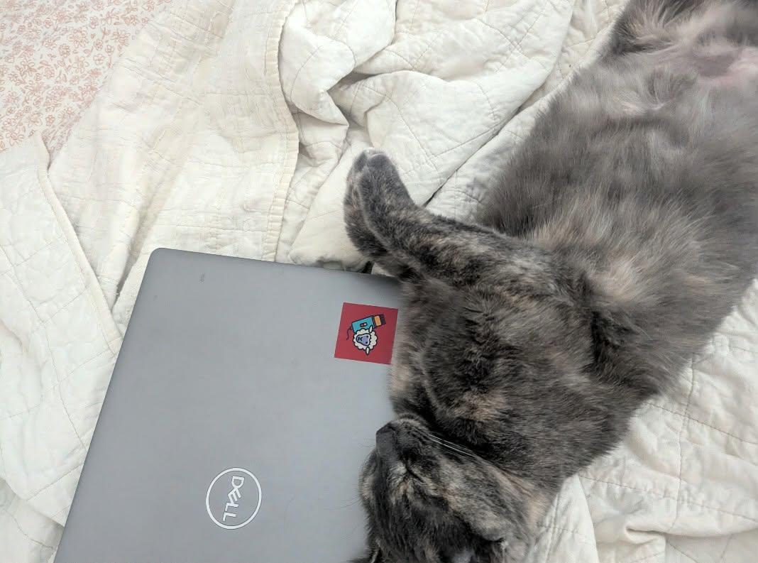 Enlarge Cloudy, a Adoptable Domestic Short Hair in West Des Moines, IA image 1/3