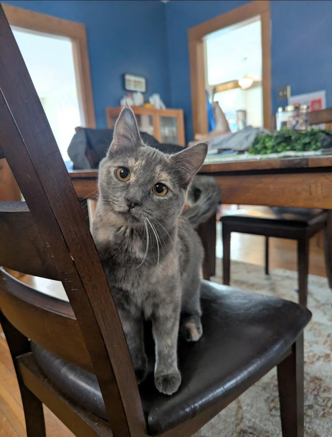 Enlarge Cloudy, a Adoptable Domestic Short Hair in West Des Moines, IA image 2/3