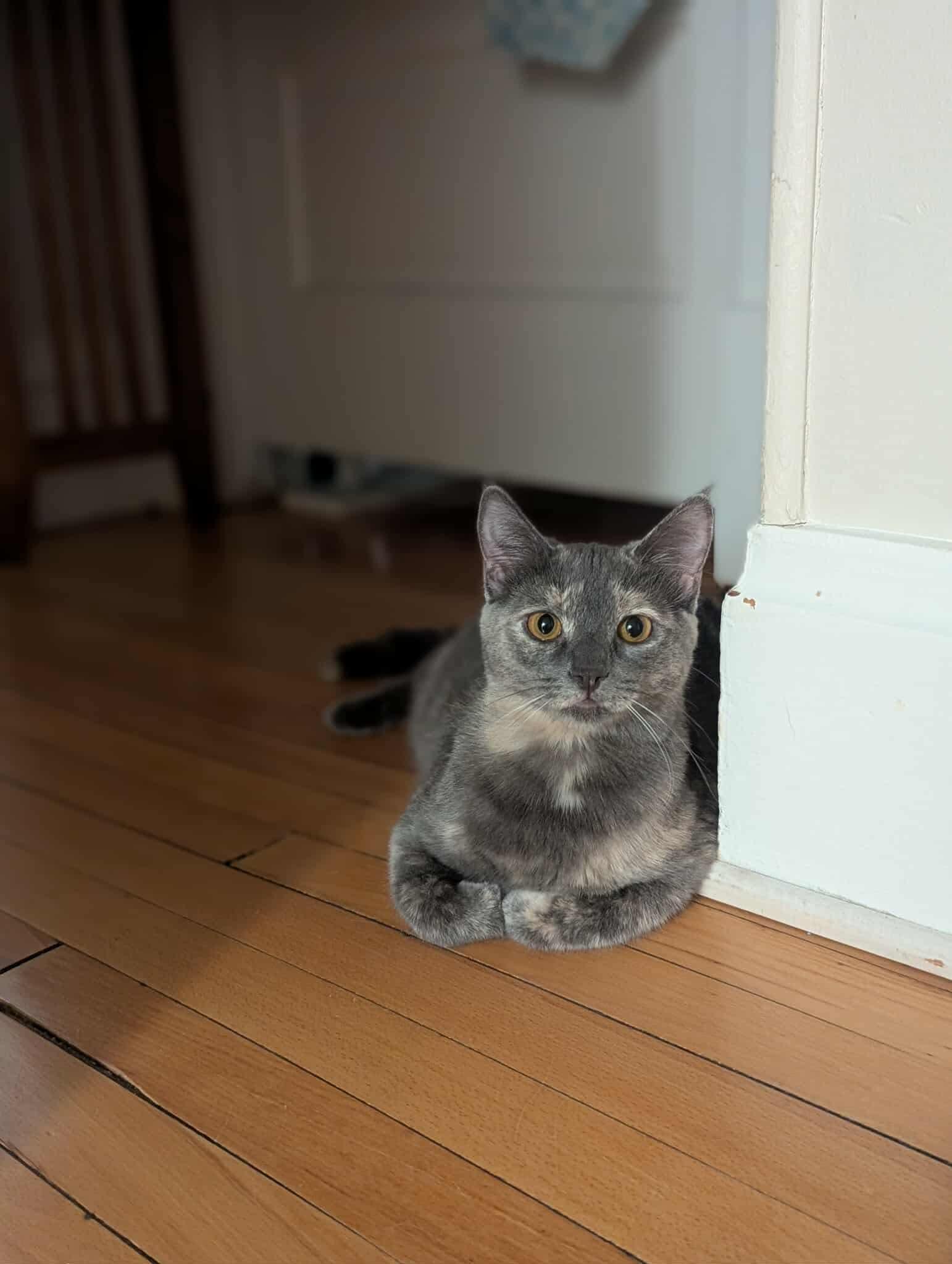 Cloudy, a Adoptable Domestic Short Hair in West Des Moines, IA image 4/6