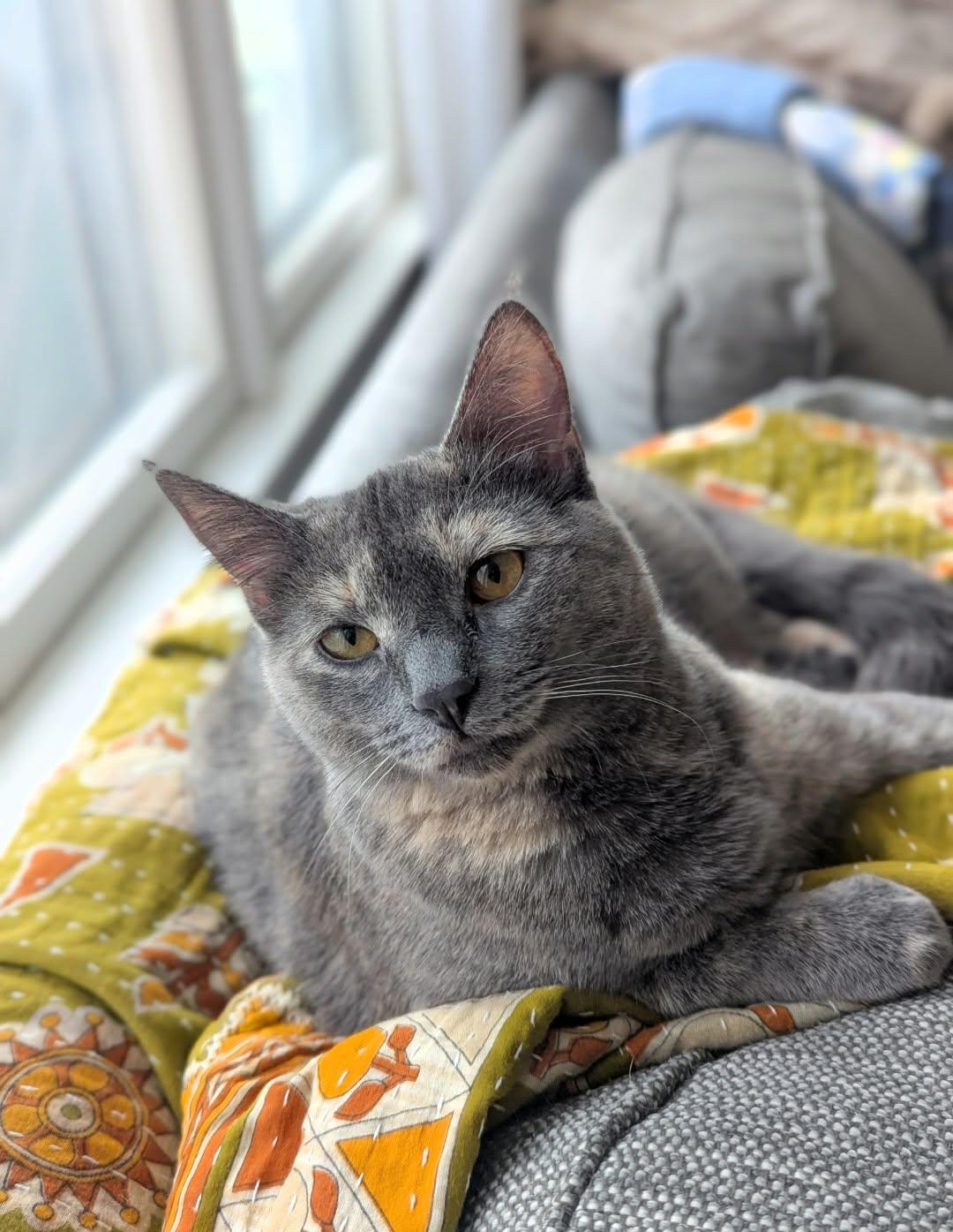 Enlarge Cloudy, a Adoptable Domestic Short Hair in West Des Moines, IA image 3/3