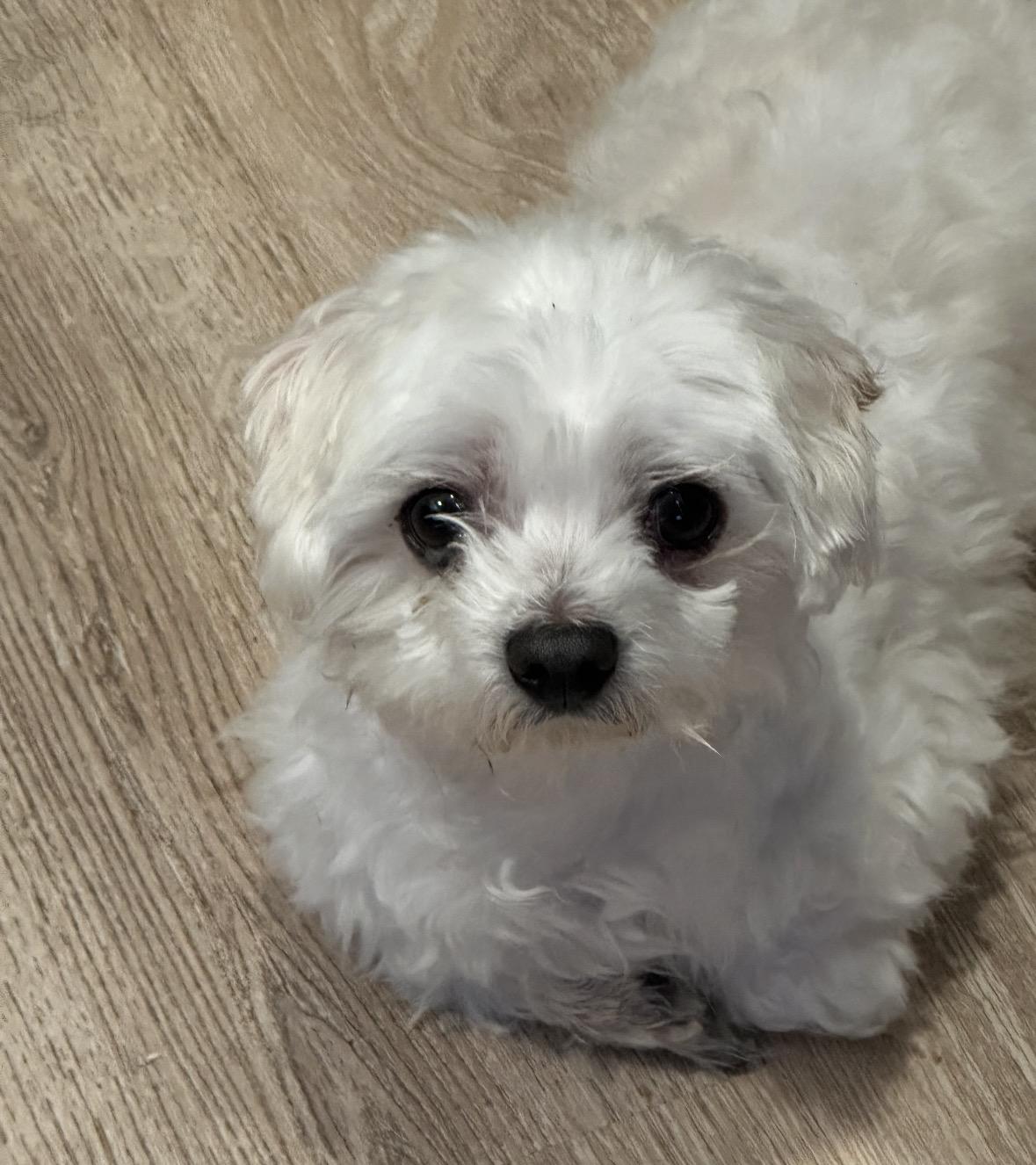 Enlarge Seal, a ADOPTABLE Miniature Poodle in Boca Raton, FL image 1/3