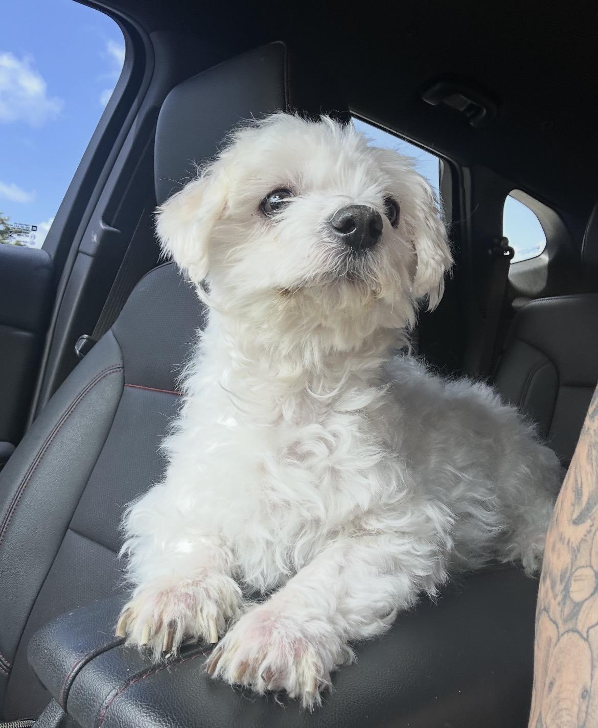 Enlarge Seal, a ADOPTABLE Miniature Poodle in Boca Raton, FL image 2/3