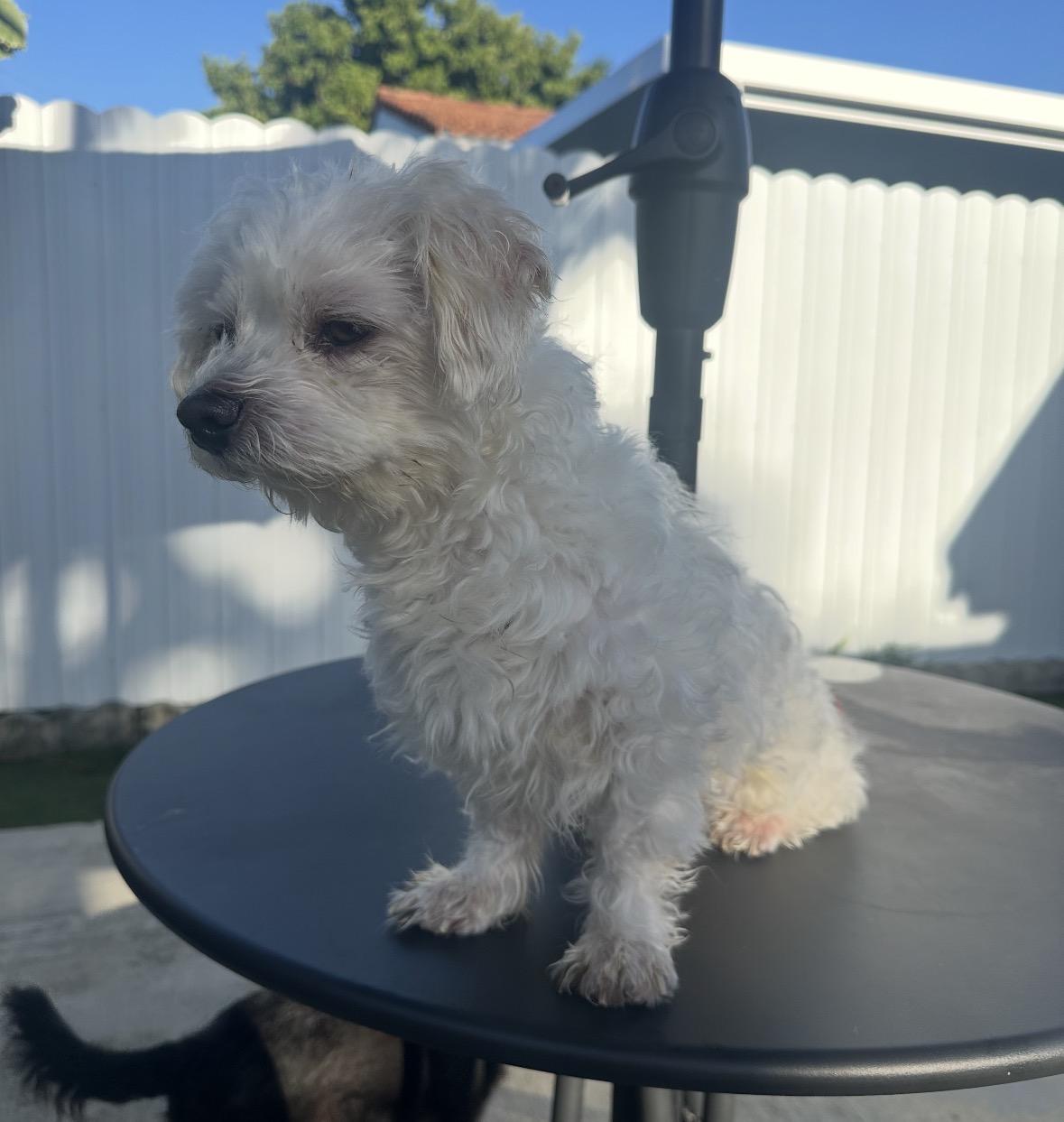Enlarge Seal, a ADOPTABLE Miniature Poodle in Boca Raton, FL image 3/3