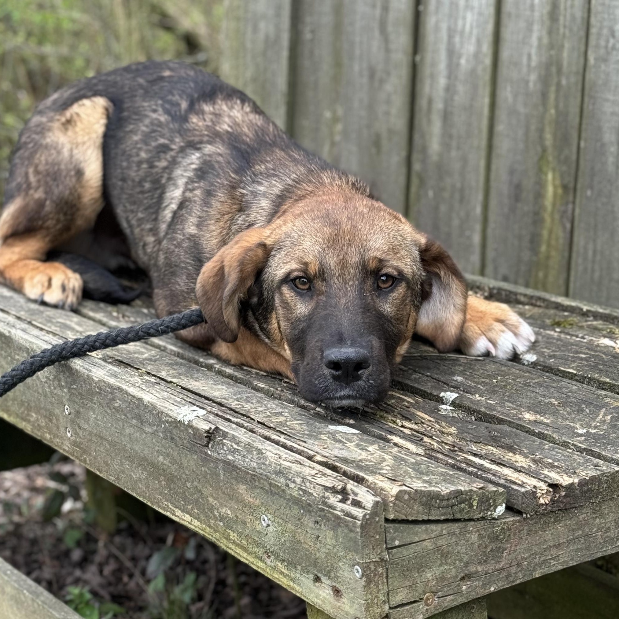 Buck, a ADOPTABLE mixed breed in Maynardville, TN image 2/2