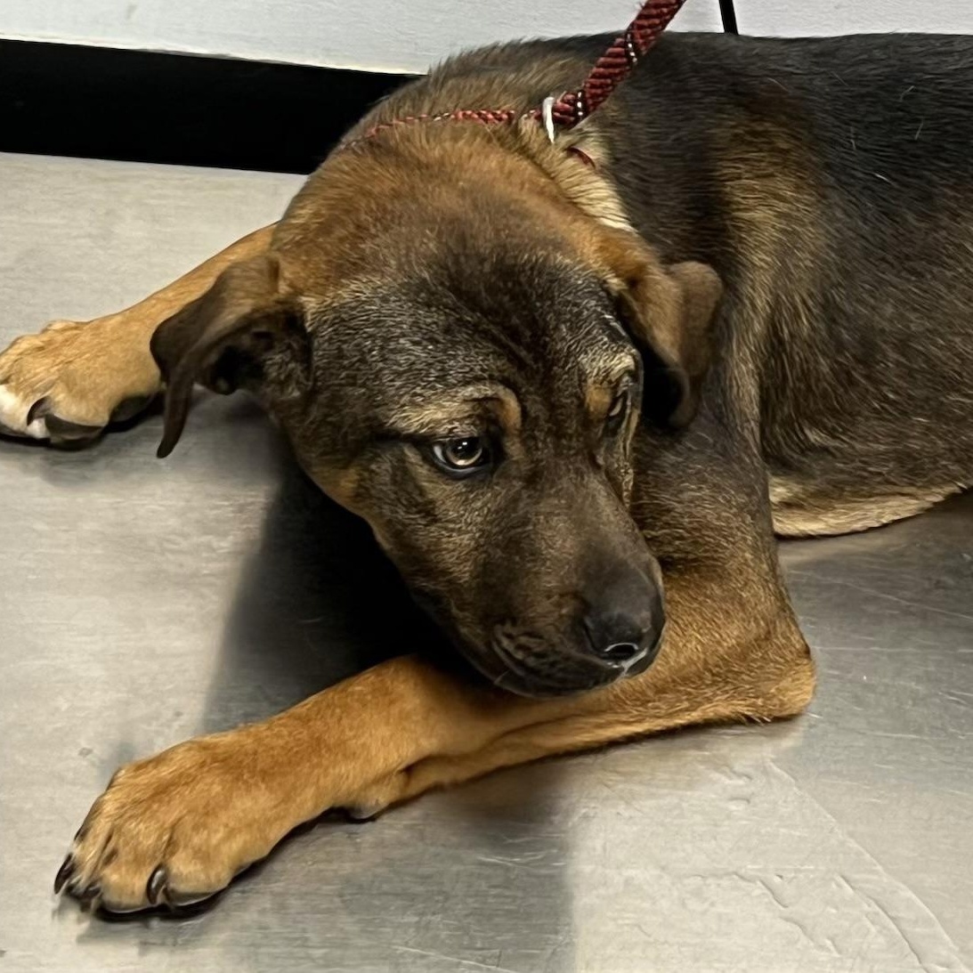 Buck, a ADOPTABLE mixed breed in Maynardville, TN image 1/2