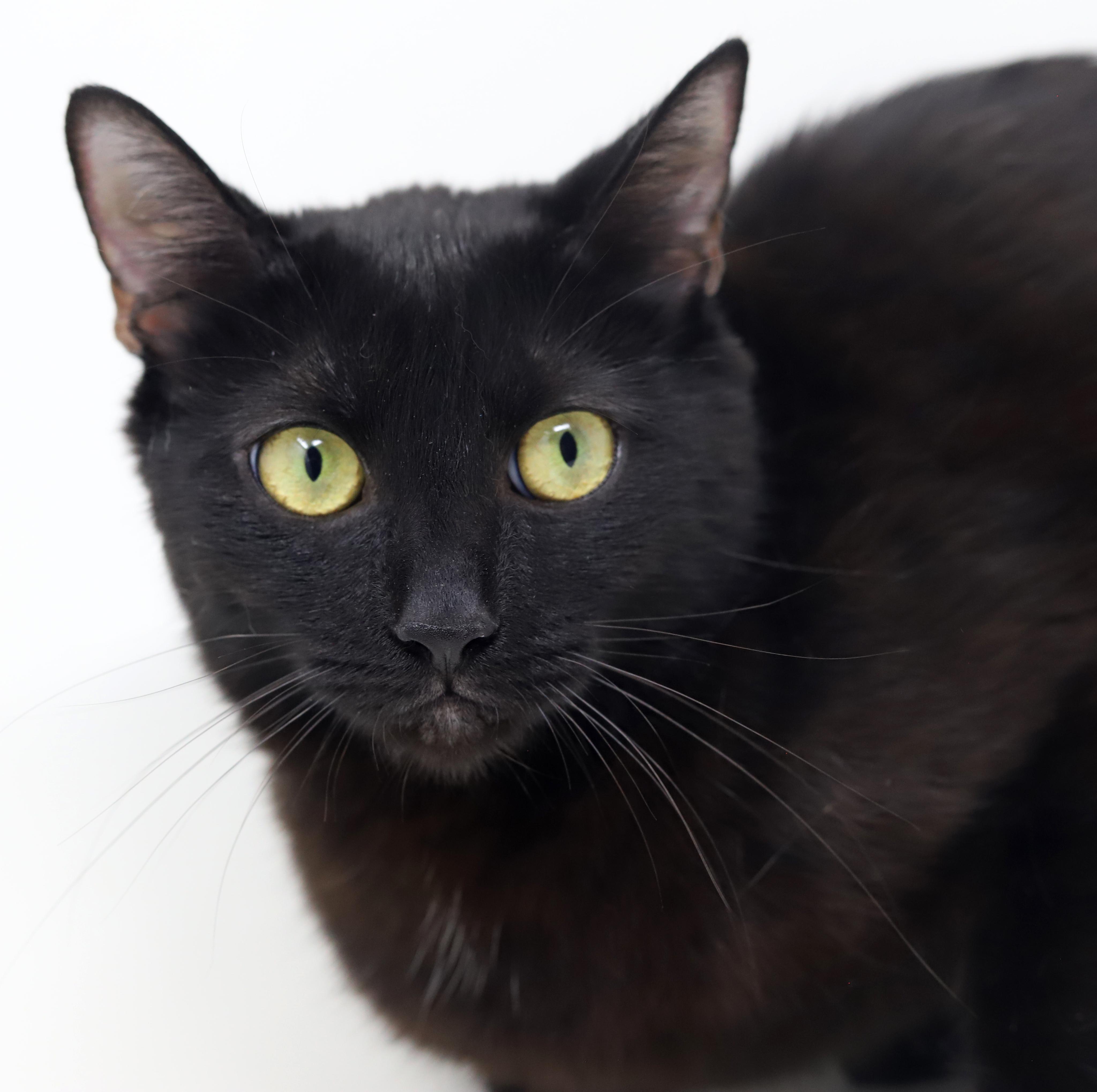 Maxie is a licorice mush! Young wonderfulness! VIDEO - just WOW, an adoptable Bombay, Havana in Bedford Hills, NY, 10507 | Photo Image 2