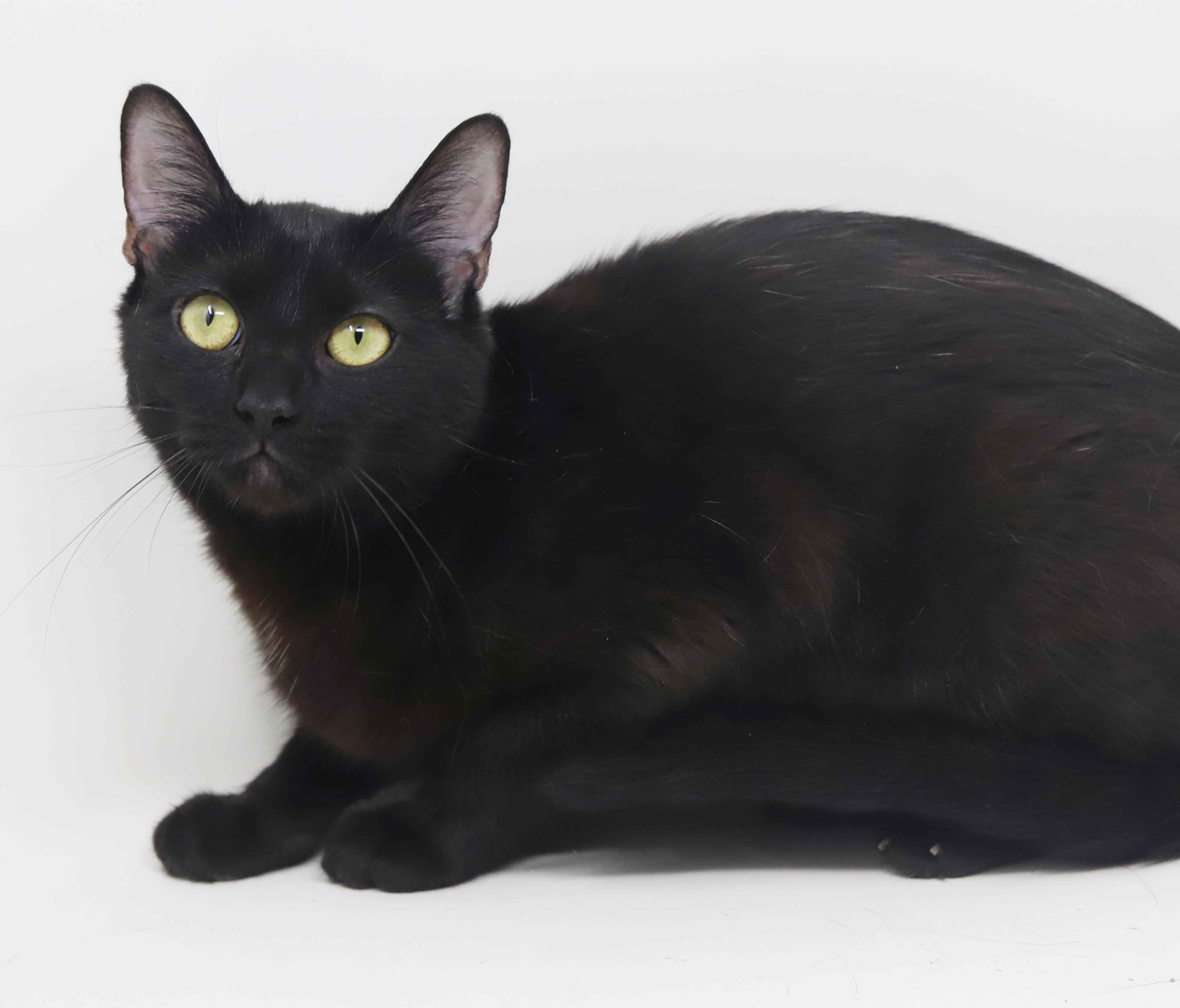 Maxie is a licorice mush! Young wonderfulness! VIDEO - just WOW, an adoptable Bombay, Havana in Bedford Hills, NY, 10507 | Photo Image 4