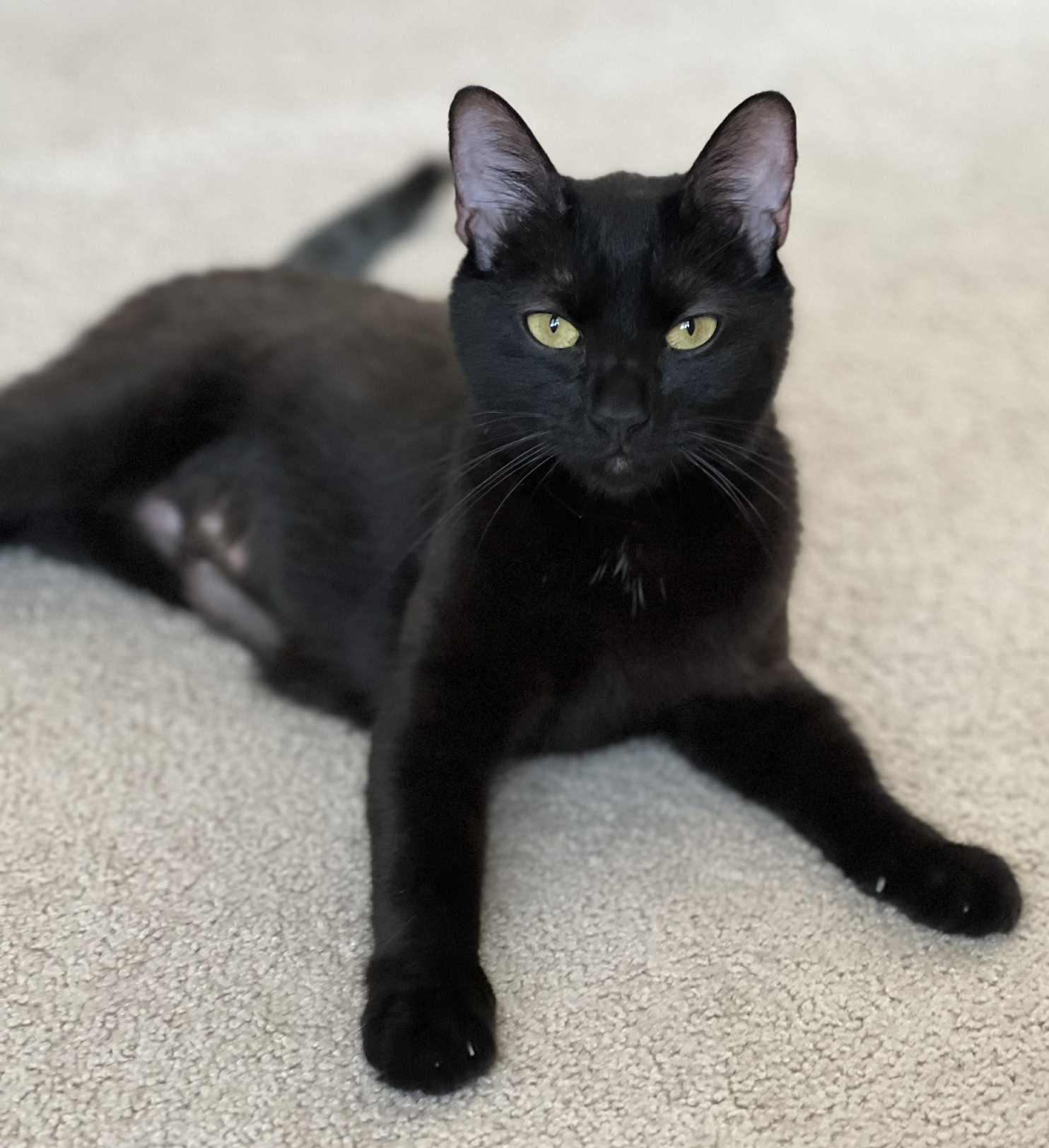 Maxie is a licorice mush! Young wonderfulness! VIDEO - just WOW, an adoptable Bombay, Havana in Bedford Hills, NY, 10507 | Photo Image 1