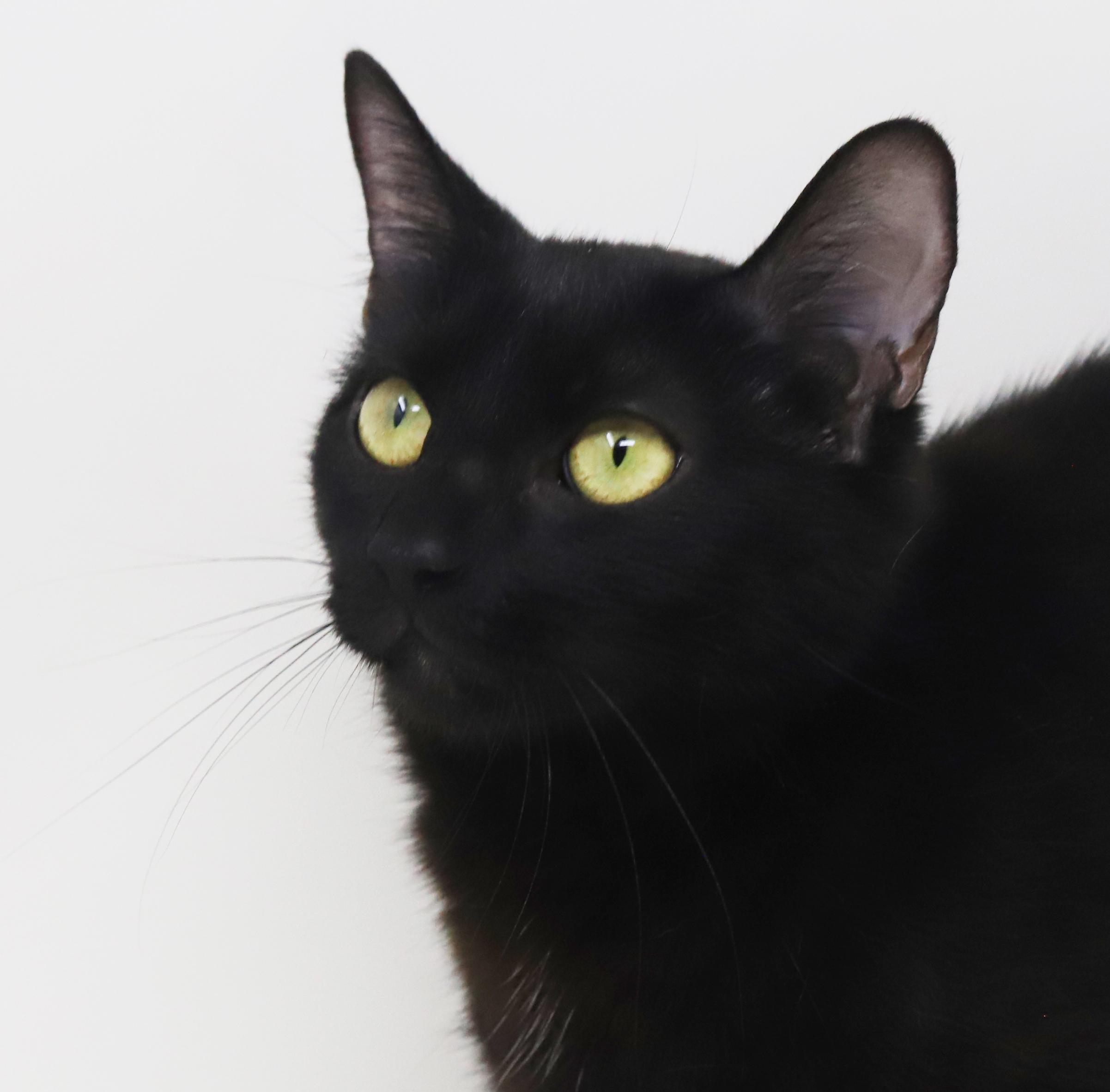 Maxie is a licorice mush! Young wonderfulness! VIDEO - just WOW, an adoptable Bombay, Havana in Bedford Hills, NY, 10507 | Photo Image 3