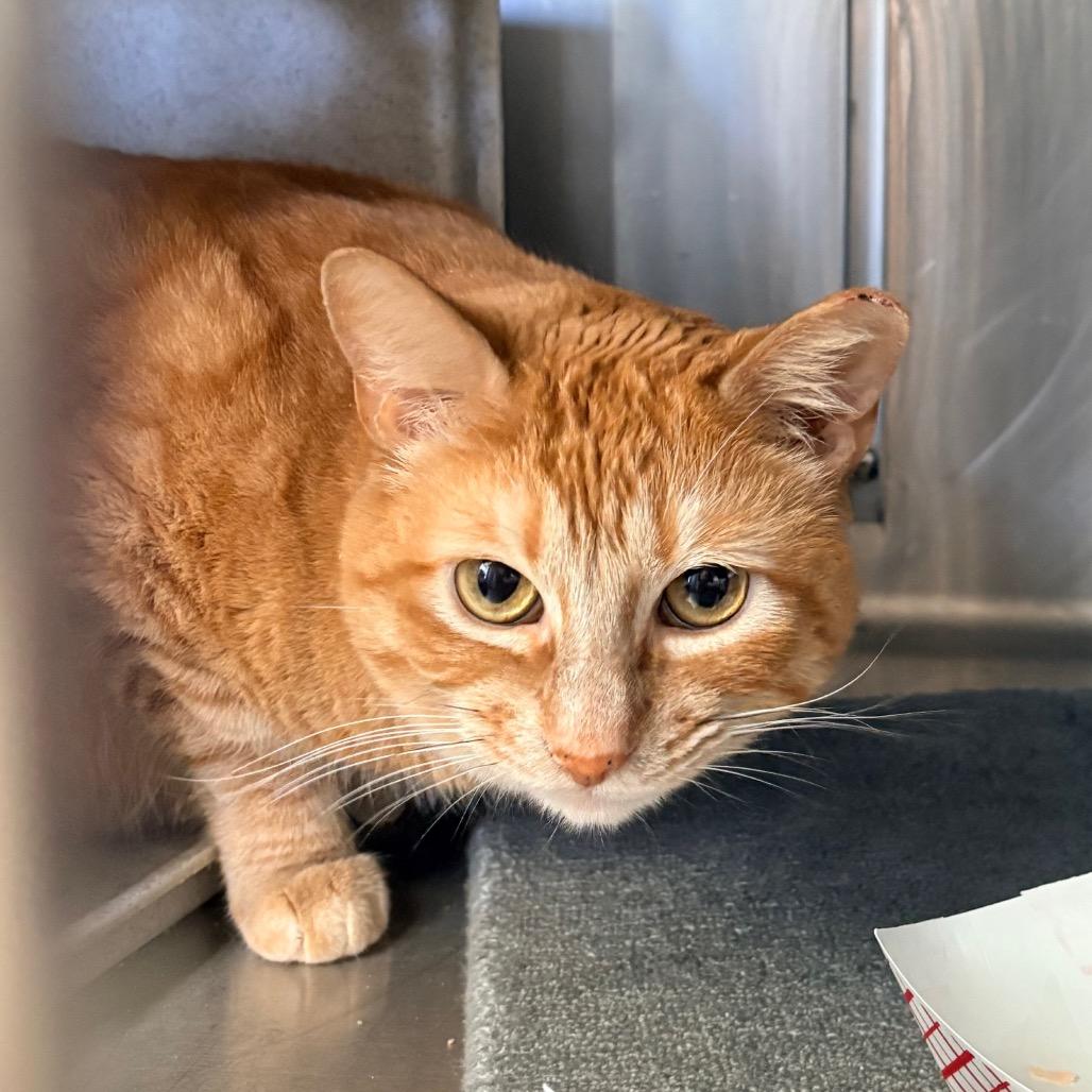 Romeo, a Adoptable Domestic Short Hair in Santa Barbara, CA image 1/2
