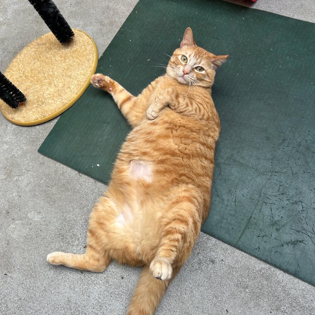 Romeo, a Adoptable Domestic Short Hair in Santa Barbara, CA image 2/2