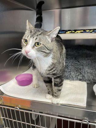 Bruno, Adoptable, Adult Male Domestic Short Hair & Domestic Short Hair.