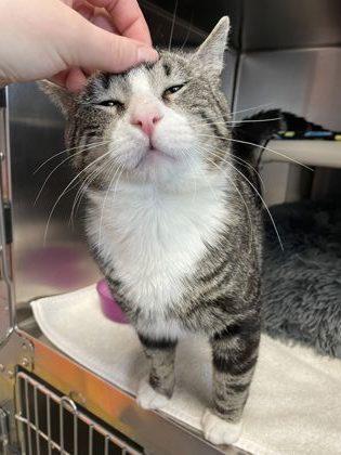 Enlarge Bruno, a Adoptable Domestic Short Hair in Montclair, NJ image 3/3