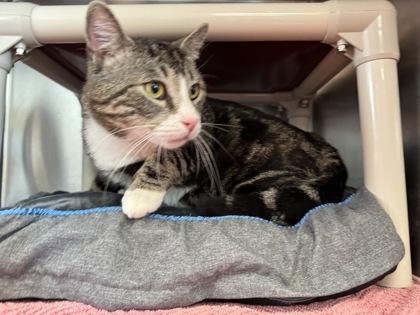 Enlarge Bruno, a Adoptable Domestic Short Hair in Montclair, NJ image 3/3