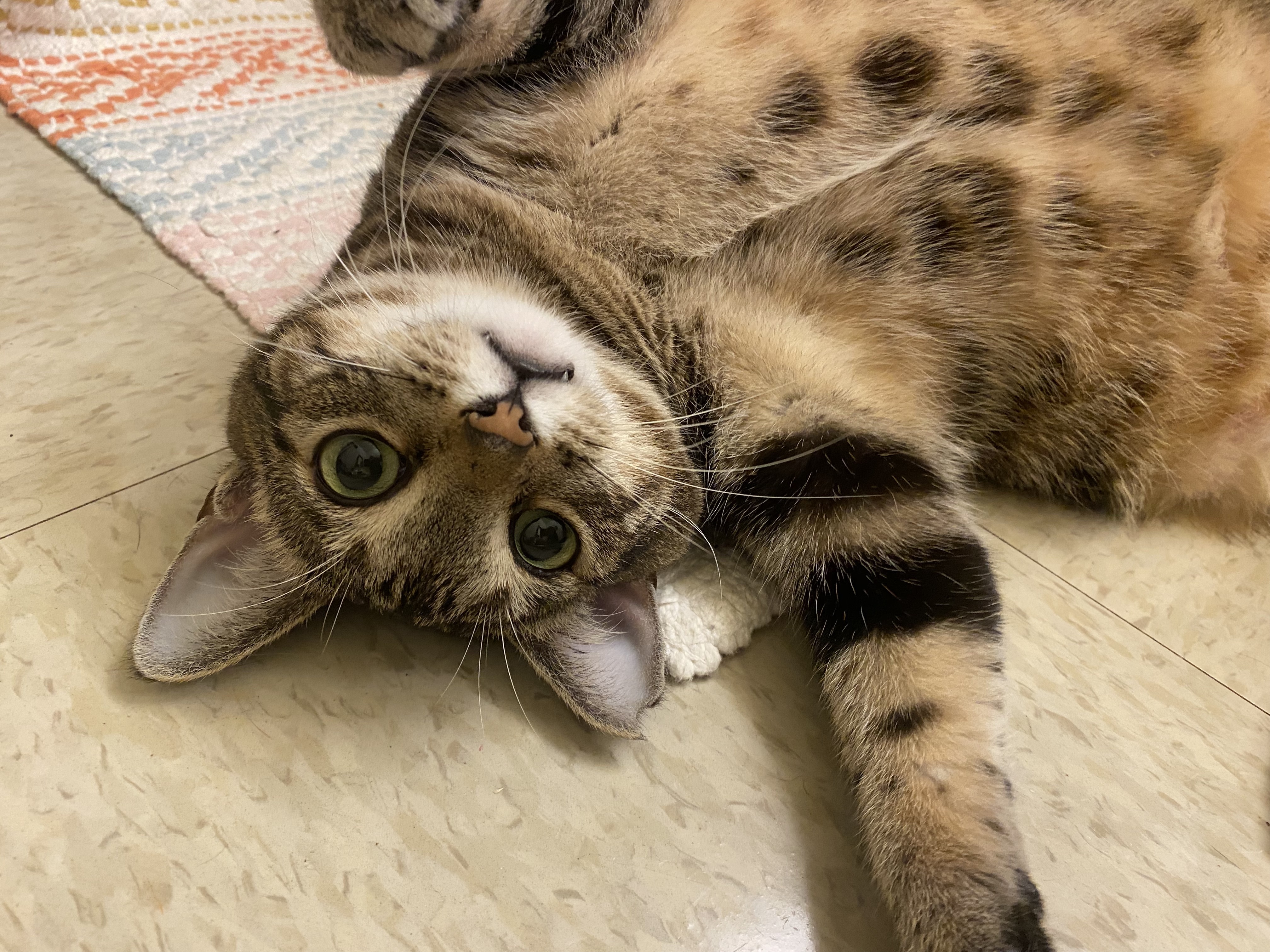 Cleo thumbnail 2