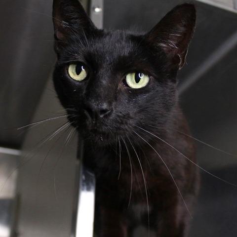 Enlarge Amari, a Adoptable Domestic Short Hair in Hopkinton, MA image 1/1
