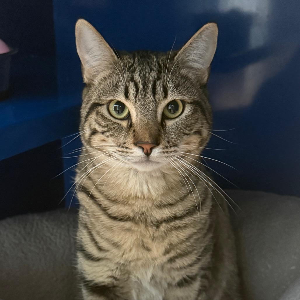 Enlarge Hux, a Adoptable Domestic Short Hair in Incline Village, NV image 2/3