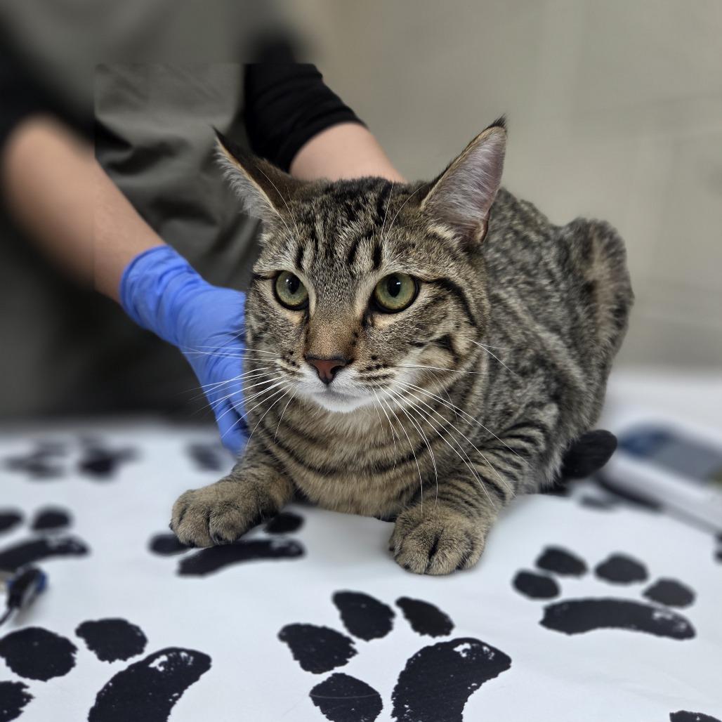 Enlarge Hux, a Adoptable Domestic Short Hair in Incline Village, NV image 3/3