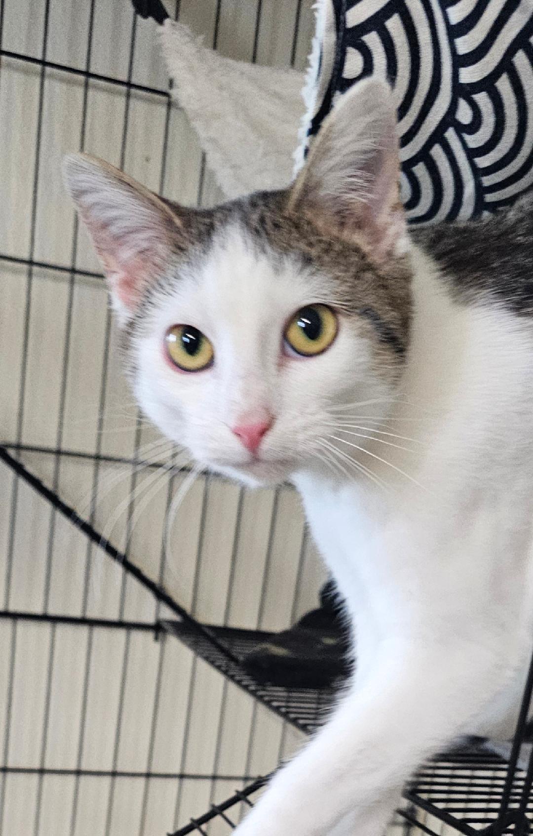 Enlarge CASEY, a Adoptable Domestic Short Hair in Du Quoin, IL image 1/1