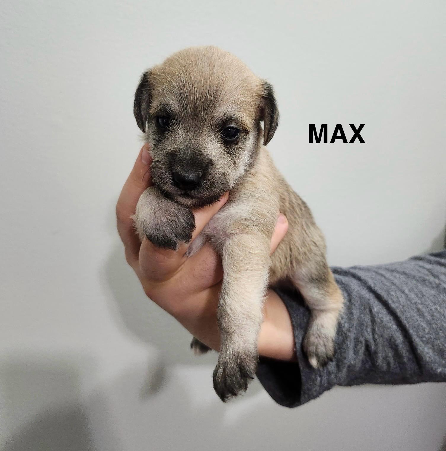 Max, Baby Male unknown