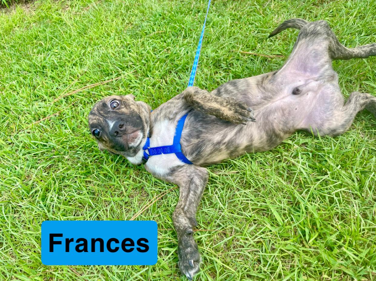 Francis