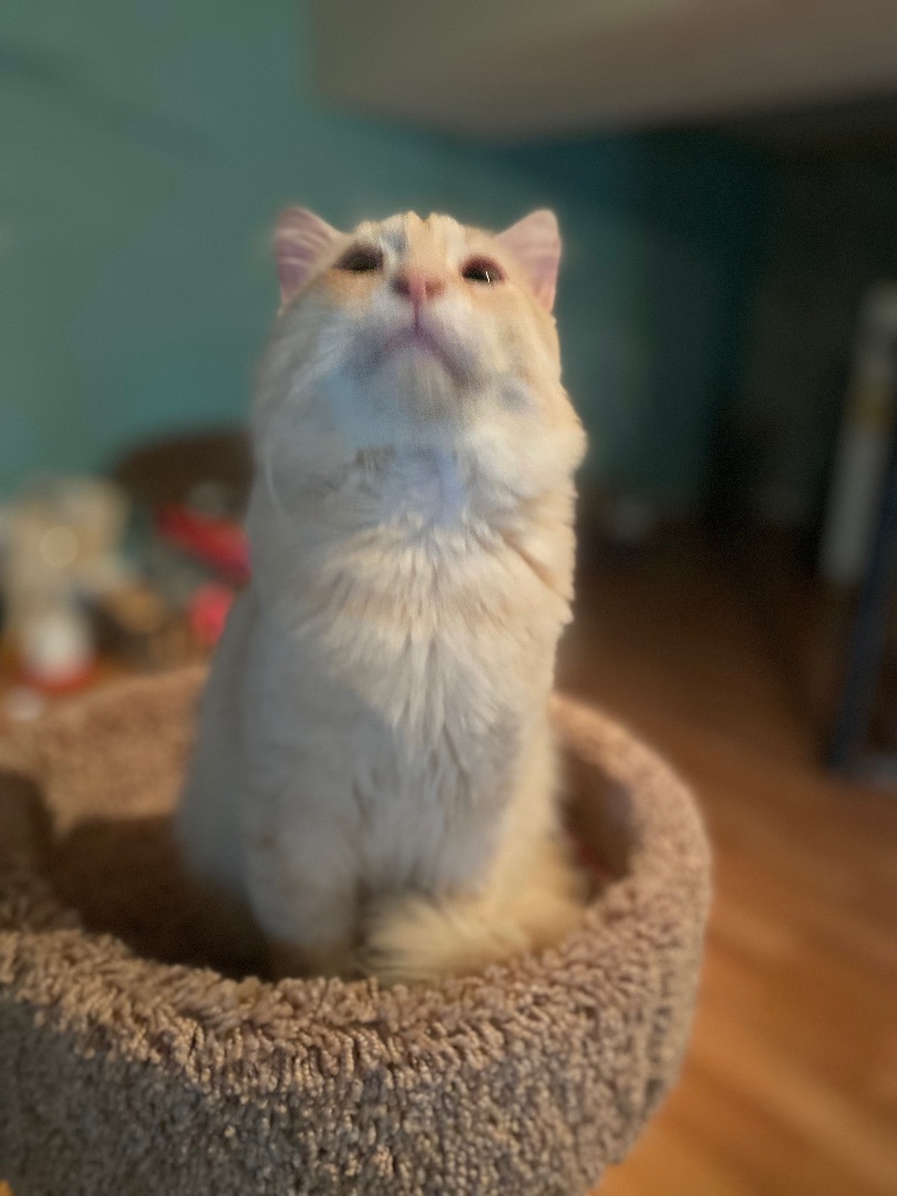 Angel, a Adoptable Domestic Medium Hair in Eagleville, TN image 1/4