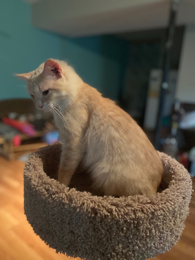 Angel, a Adoptable Domestic Medium Hair in Eagleville, TN image 2/4