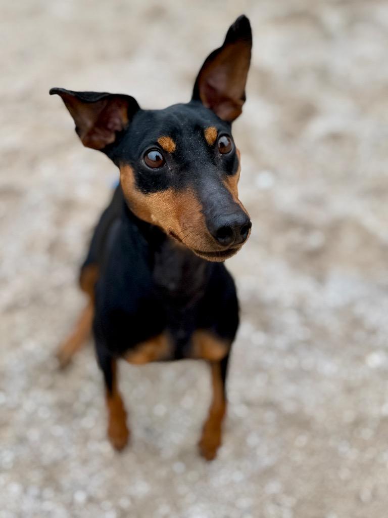 Enlarge Chunky Monkey, a Adoptable Miniature Pinscher in Muskegon, MI image 1/4