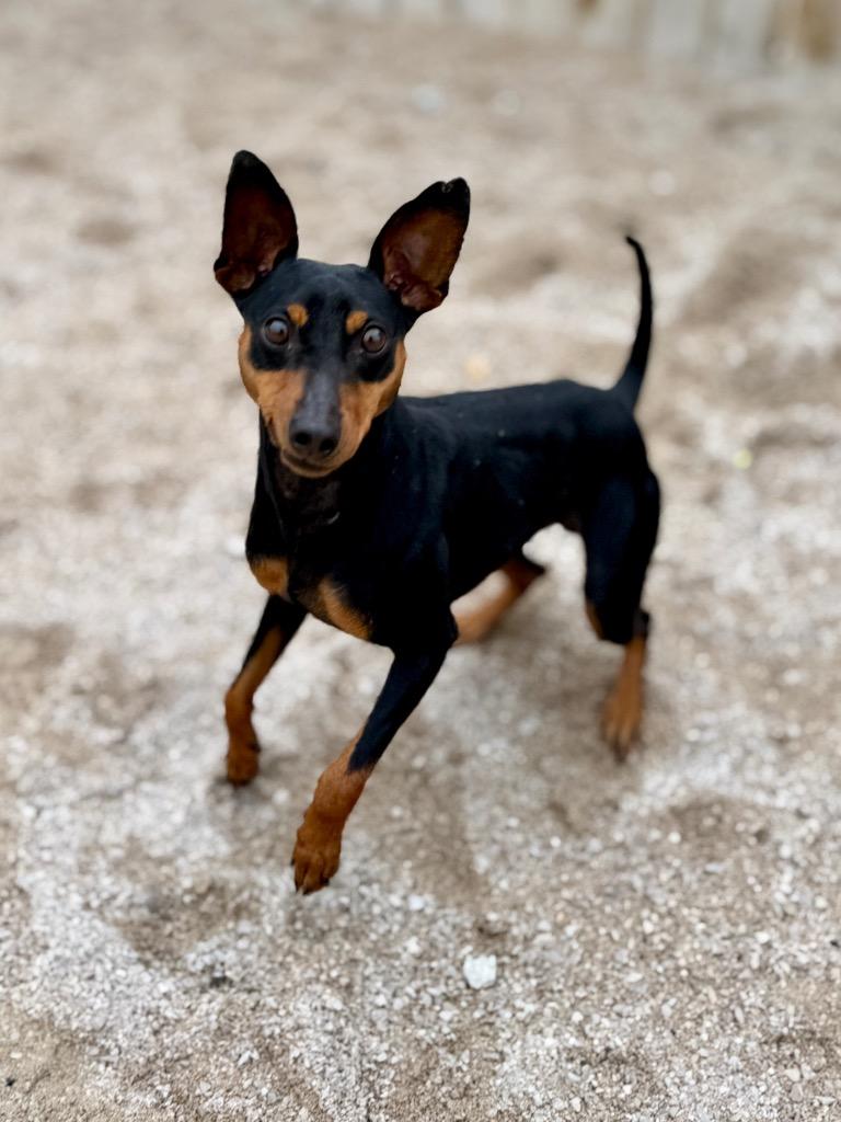 Enlarge Chunky Monkey, a Adoptable Miniature Pinscher in Muskegon, MI image 2/4