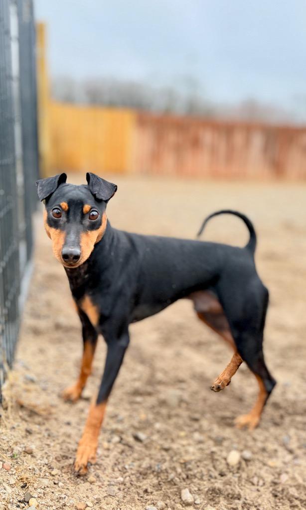 Enlarge Chunky Monkey, a Adoptable Miniature Pinscher in Muskegon, MI image 3/4