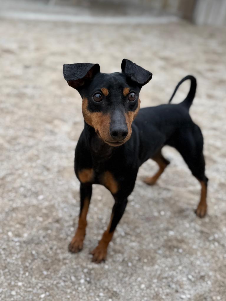Enlarge Chunky Monkey, a Adoptable Miniature Pinscher in Muskegon, MI image 4/4