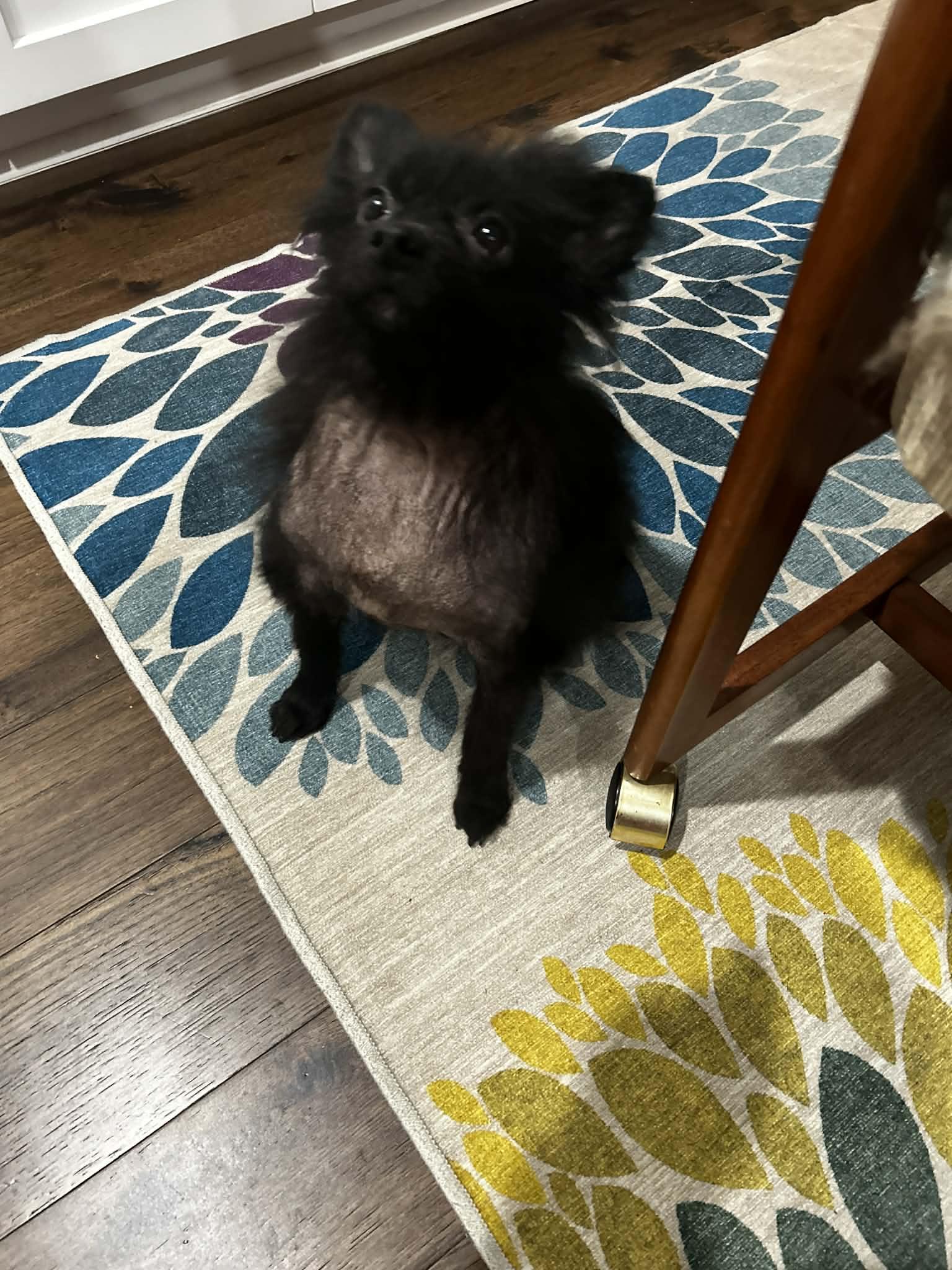Patricia, Adopted, Senior Female Pomeranian.