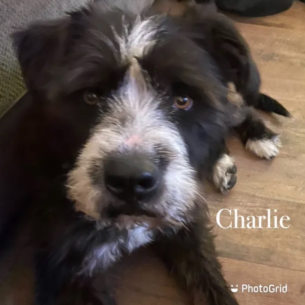 Charlie photo 2